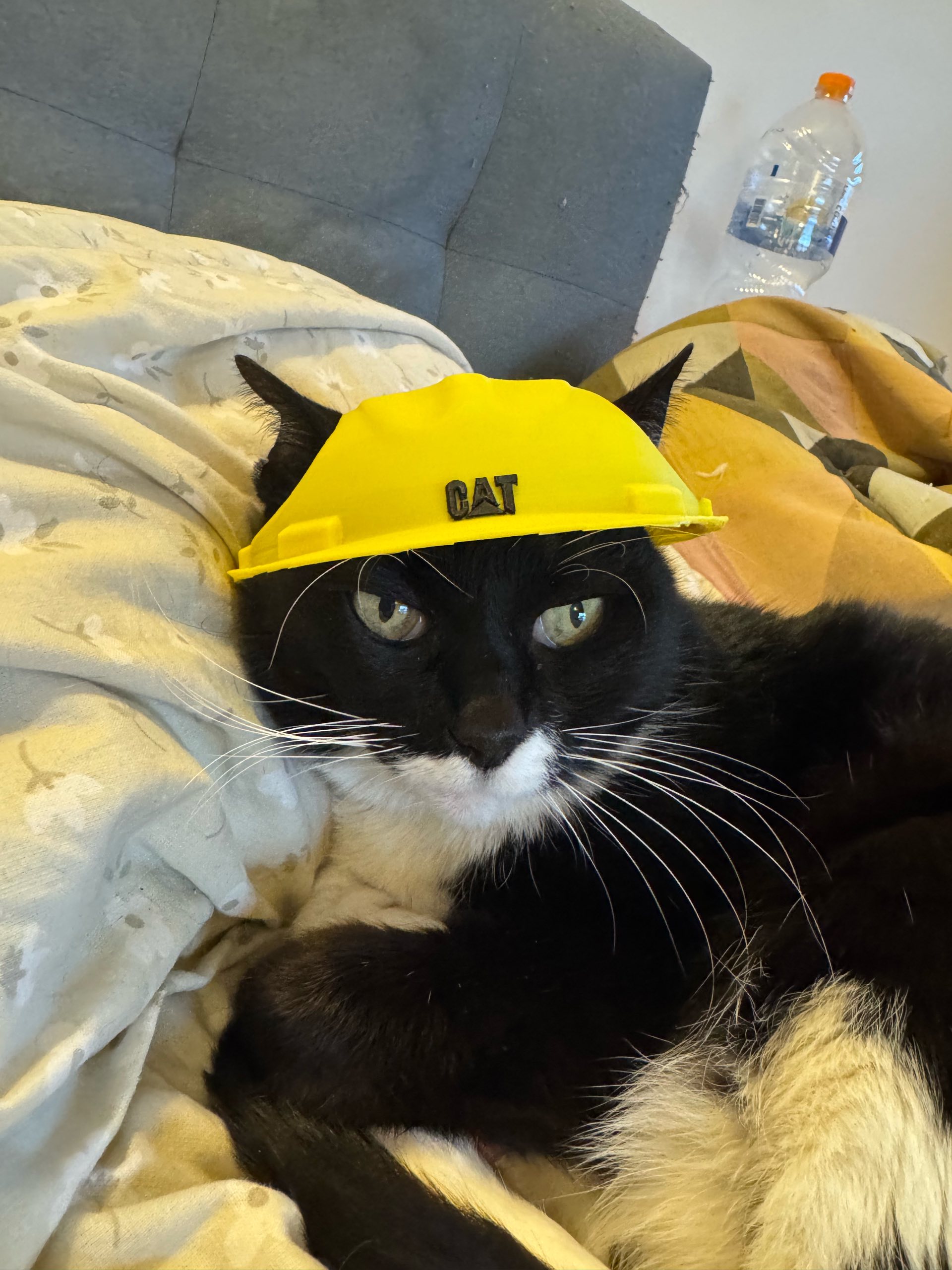 Capacete de Construção para Gatos - O Supervisor da Casa - Imagem 3