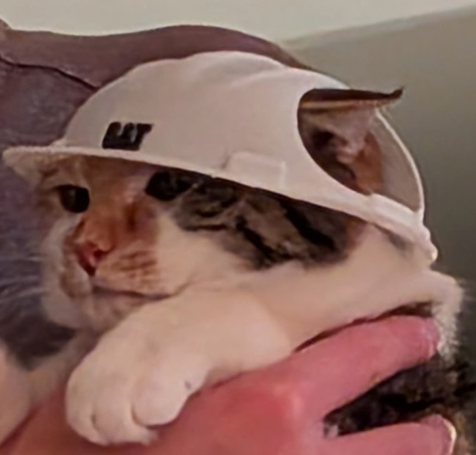 Capacete de Construção para Gatos - O Supervisor da Casa - Imagem 4