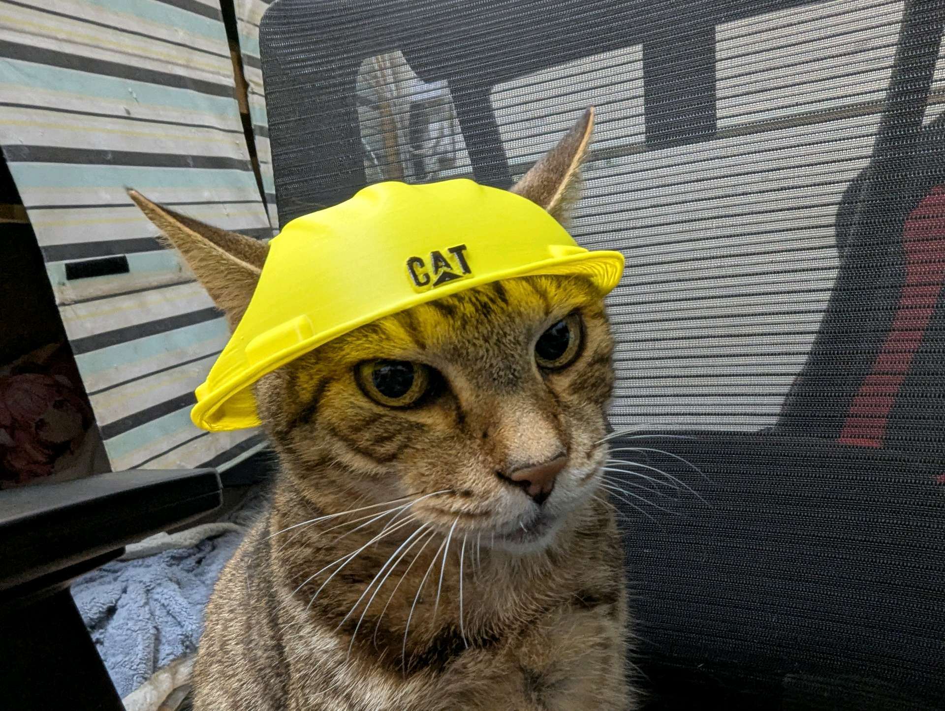 Capacete de Construção para Gatos - O Supervisor da Casa - Imagem 5