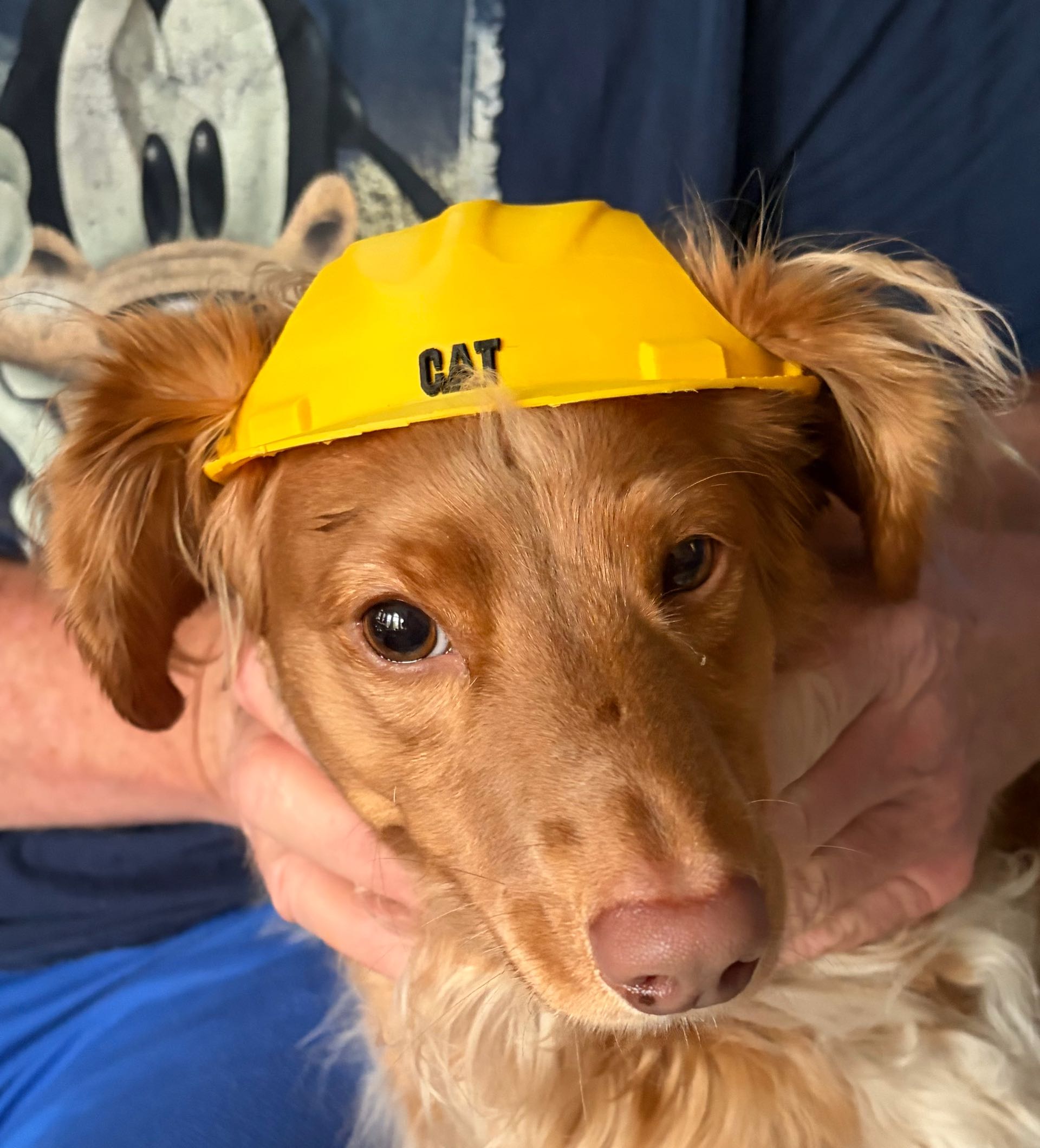 Capacete de Construção para Gatos - O Supervisor da Casa - Imagem 6